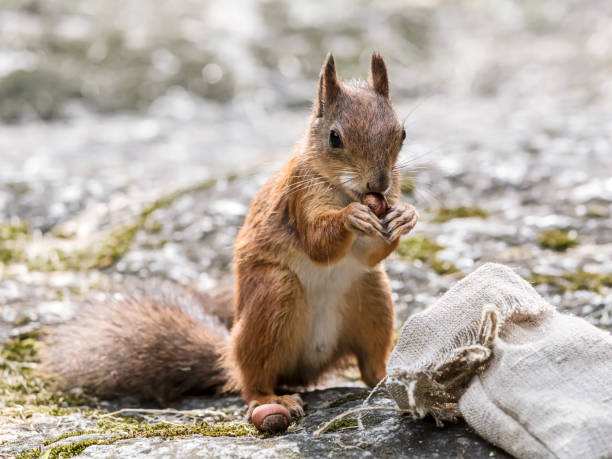 istock park squirrel sitting on grey stone and holding nut 1018615650