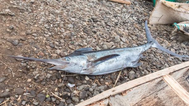 istock Sao Tome and Principe, swordfish 1018618536