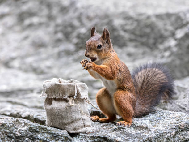 istock fluffy red squirrel standing on grey stone and eating nut from cloth bag 1018618722