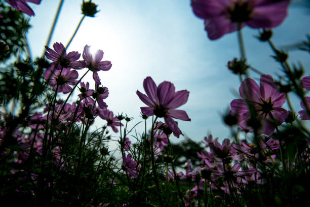 istock Pink Cosmos Flowers with sky 1018623454