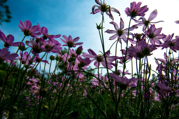 istock Pink Cosmos Flowers with sky 1018623456