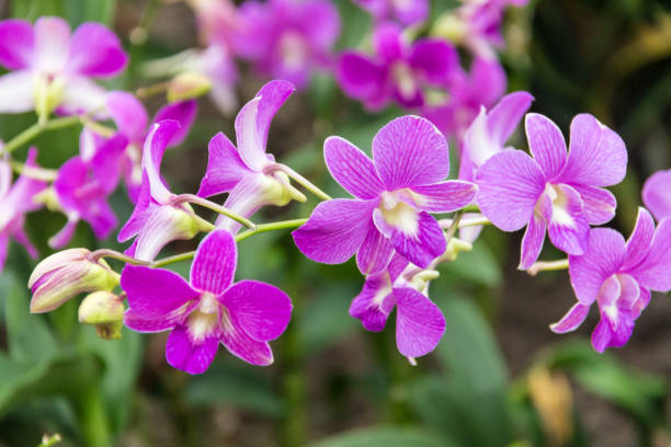 istock Dendrobium Mother Teresa Orchid Flower 1018623964