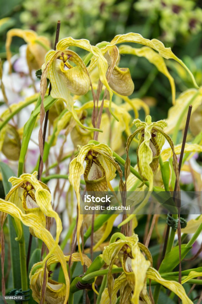 Foto de Phragmipedium Caudatum Flor De Orquídea e mais fotos de stock de  Amarelo - Amarelo, Beleza, Botânica - Assunto - iStock
