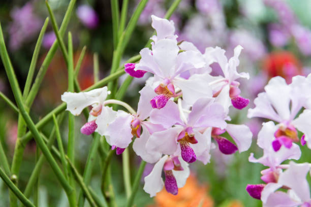 istock Papilionanda John Clubb Orchid Flower 1018624116