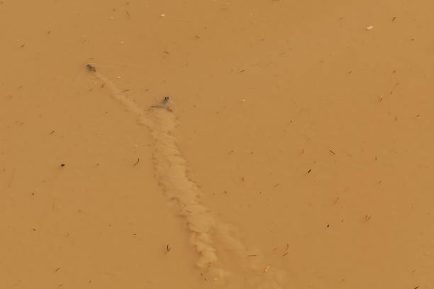 istock Amphibian breeding frog in brown water puddle 1018627092
