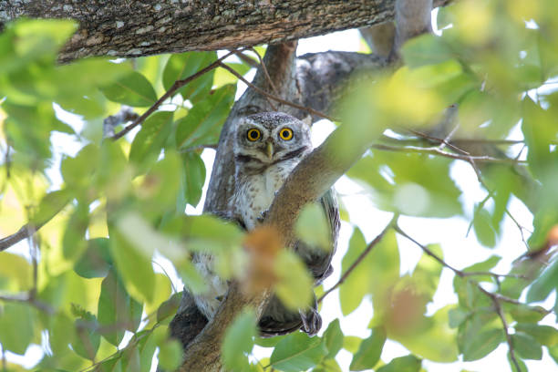 istock Spotted owlet is a small owl which breeds in tropical Asia 1018629386