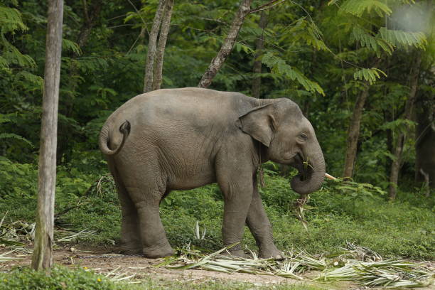 istock Thailand Elephants Roaming Free in Phitsanulok, Thailand. 1018630698