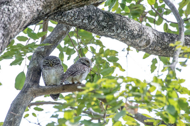 istock Spotted owlet is a small owl which breeds in tropical Asia 1018631428