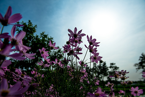 Pink Cosmos Flowers with sky