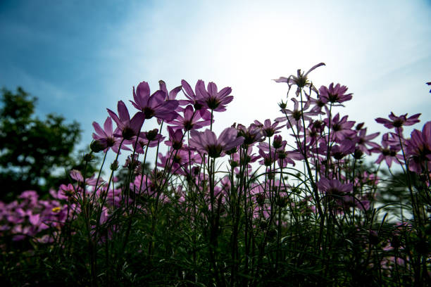 istock Pink Cosmos Flowers with sky 1018631504