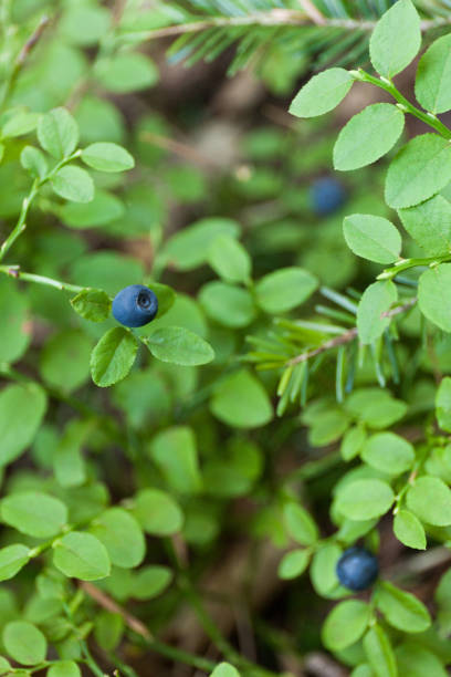 istock Scandinavia fresh blueberry fruit, autumn dessert 1018631556