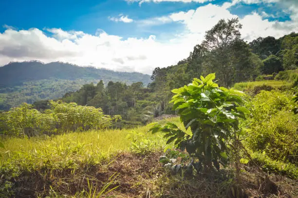 Photo of Coffee plantation in Tana Toraja, in South Sulawesi, Indonesia. Toraja highlands Arabica coffee is known and exported worldwide.