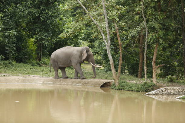 istock Thailand Elephants Roaming Free in Phitsanulok, Thailand. 1018631876