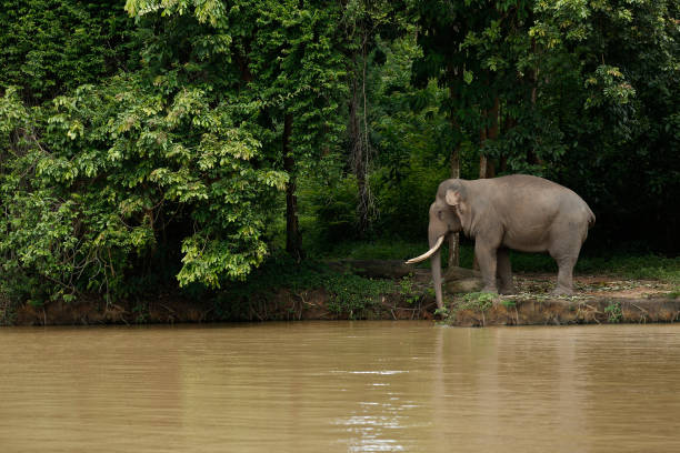 istock Thailand Elephants Roaming Free in Phitsanulok, Thailand. 1018639648