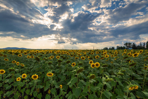 istock Sunflower field at sunset. 1018639806