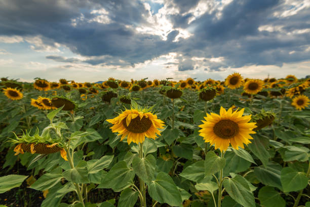 istock Sunflower field at sunset. 1018639820