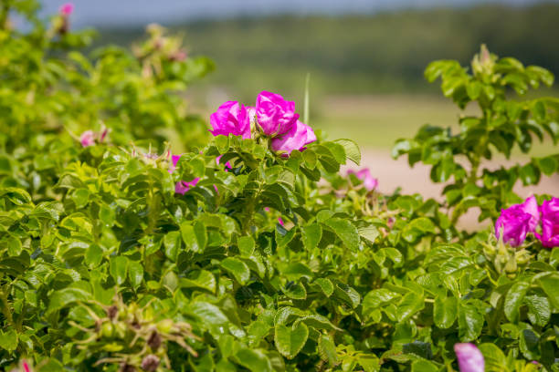 istock Hips of a dogrose with a flower 1018640128