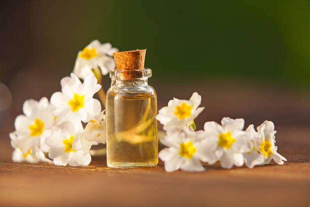 primrose essential oil in  beautiful bottle on table - primrose imagens e fotografias de stock