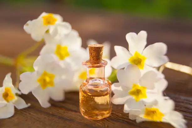 primrose essential oil in a beautiful bottle on the table