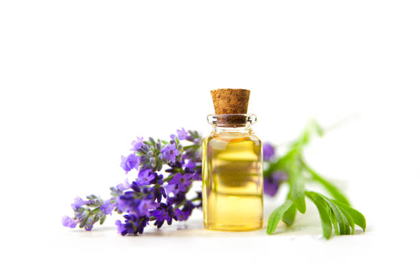 lavender essential oil in  beautiful bottle on White background stock photo