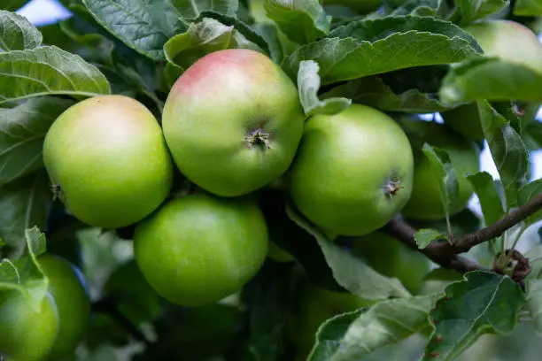 Fresh, healthy apples growing on trees in an apple orchard in southern Sweden