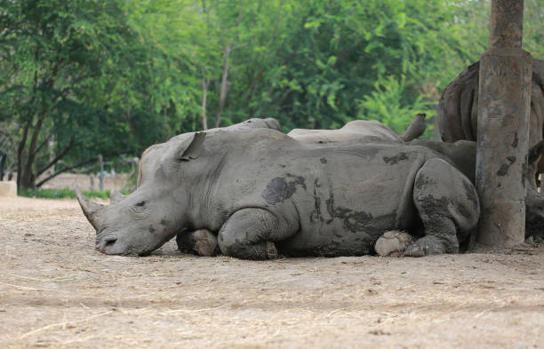 istock White Rhinoceros at the thailand zoo. 1018652504