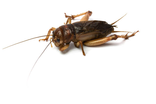 istock Big brown cricket insect 1018655114