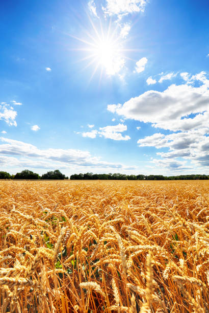 Wheat field with sun anb blue sky, Agriculture industry