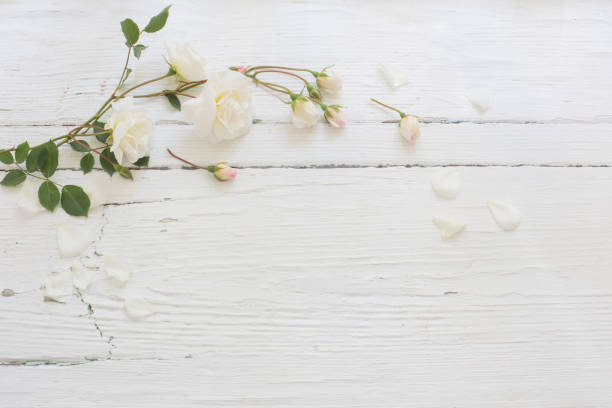 istock roses on white wooden background 1018659522