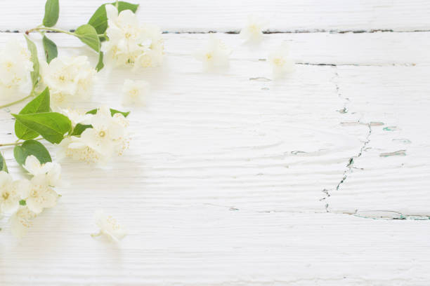 istock jasmine on white wooden background 1018659542