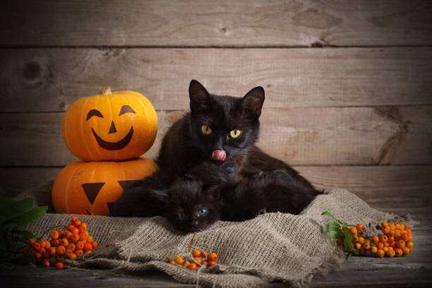 istock black little cat with halloween pumpkins 1018659592