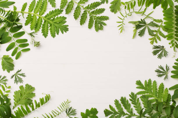 istock green leaves on white wooden background 1018659728