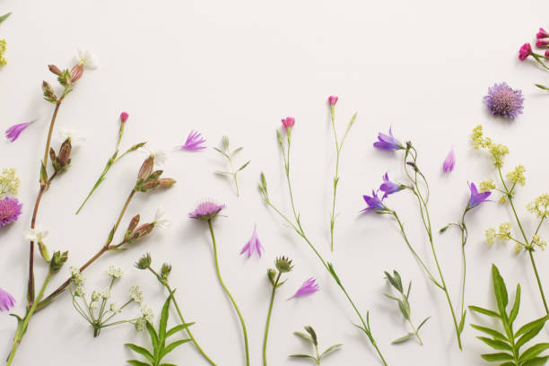 istock summer flowers on white paper background 1018659734