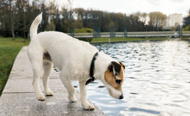istock Dog Jack Rassell terrier for a walk in the park 1018662466