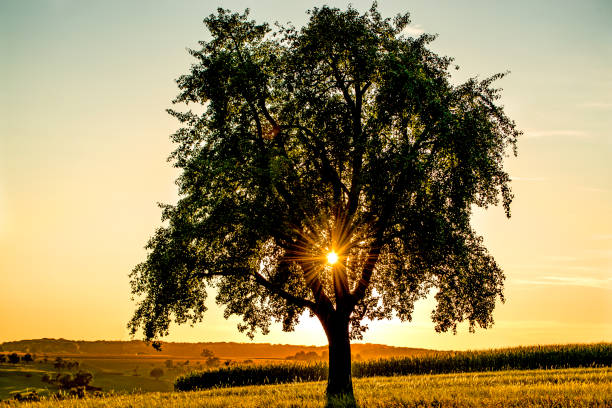 istock Sun shines through a foliage roof in the back light 1018663076