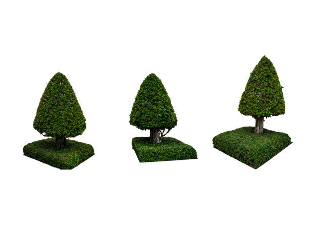 istock Collention of Decorative tree in isolated background 1018665612