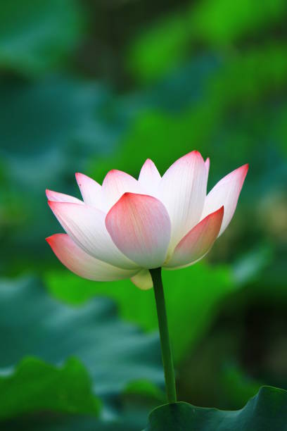 istock lotus flower are blooming in the sunlight. 1018666006