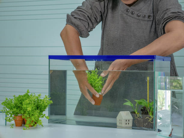 istock Asian women set the fish tank 1018668024
