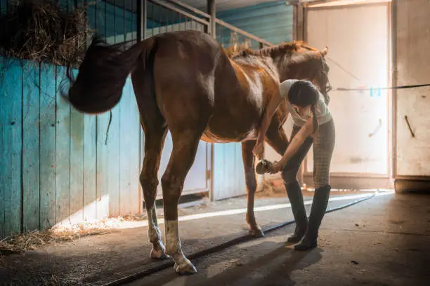 Young beautiful woman with long hair dressed in a T-shirt and a equetech checkered breeches. The owner woman is grooming and brushing her horse (a stallion with brown color coat). She is cleaning the horse's hoof with a stiff brush. Shooting in the stable