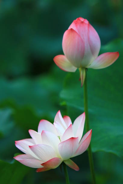 istock lotus flower are blooming in the sunlight. 1018668924