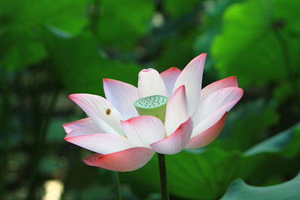 istock lotus flower are blooming in the sunlight. 1018669026
