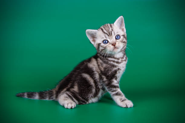 istock American shorthair cat on colored backgrounds 1018669288