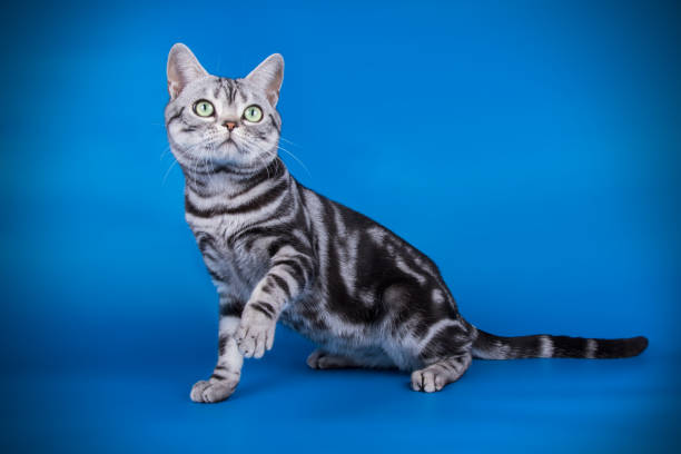 istock American shorthair cat on colored backgrounds 1018669464
