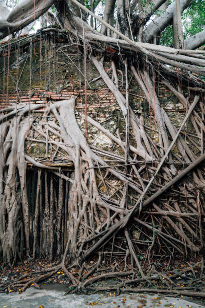 istock Anping Tree House, historical architecture in Tainan, Taiwan 1018674644