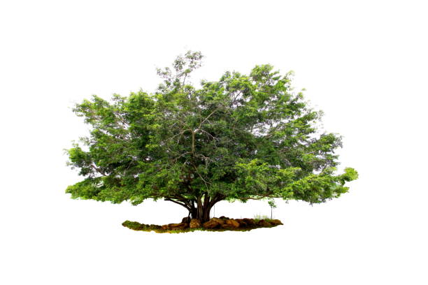 istock Green big tree from botanical garden isolated on white background. 1018677274