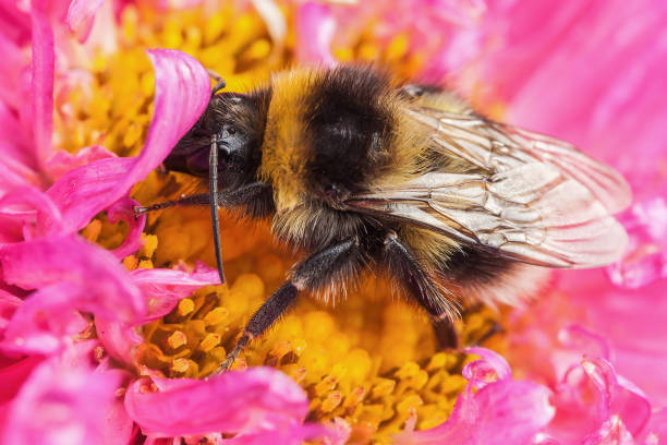 istock White tailed bumblebee macro sat on a pink Aster 1018677534