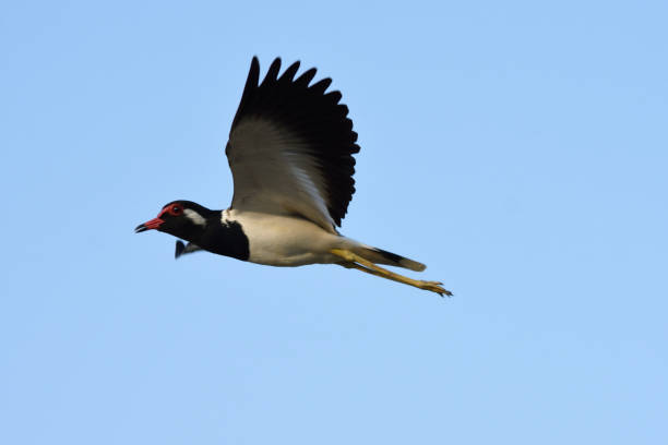 istock bird flying freedom in the sky with blue sky background 1018679704