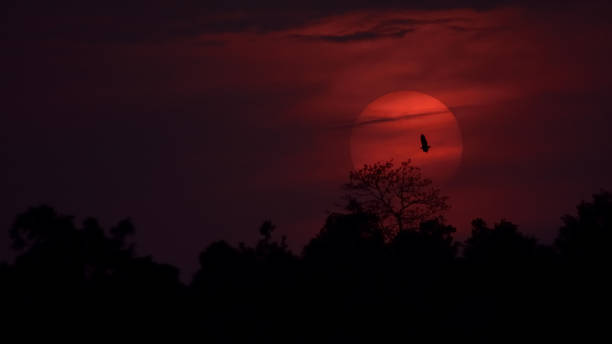 istock silhouette tropical forest landscape sunset background in the twilight time 1018679744