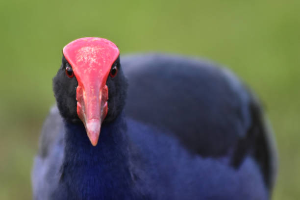istock Pukeko face detail on green background 1018688972