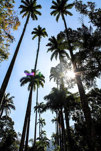 El sol entre las palmeras de Río de Janeiro photo